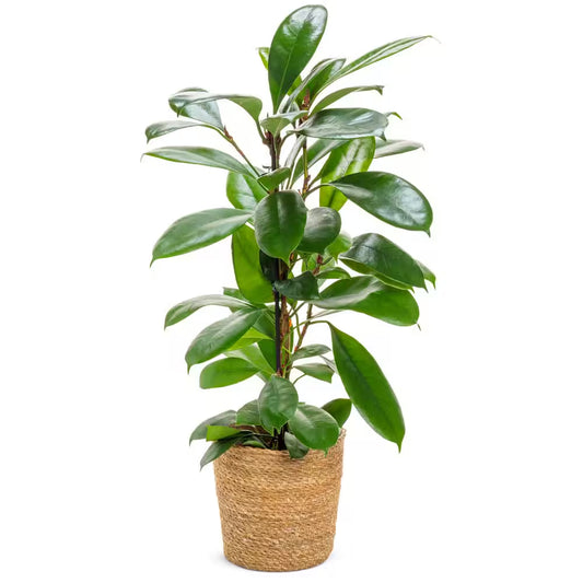 African Fig Ficus Minizen in 7 In. Whicker Jute Basket